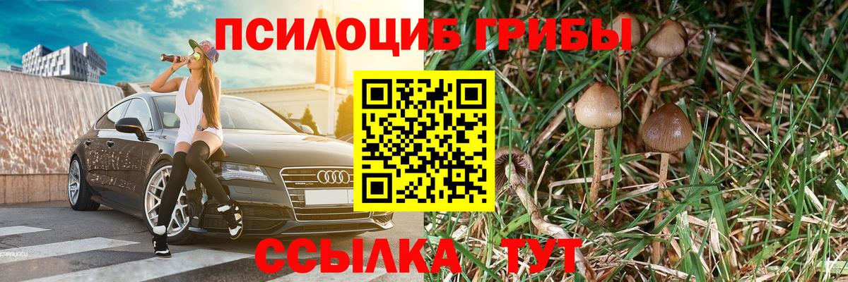 Черкесск  Псилоцибиновые грибы Psilocybine cubensis  хочу   Вход с VPN 